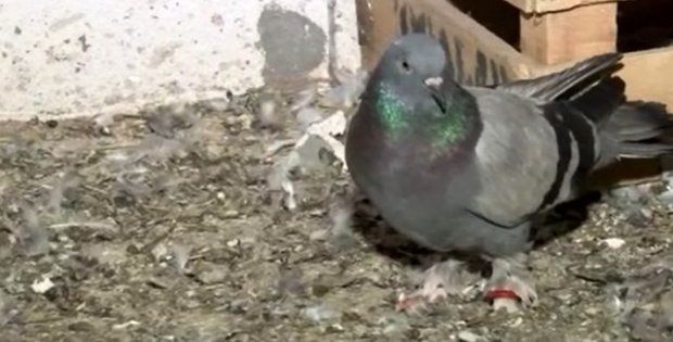 100 bin lirası katlanıp uçtu! Yarışmalara kattığı güvercinleri çalınan vatandaşın maddi-manevi zararı büyük