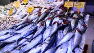 600 gramlık palamut 10 TL'den satılıyor