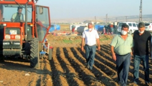 Korana patlayınca satışlar 3-4 kat arttı! Çiftçi her karış toprağına sarımsak ekiyor