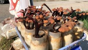 Alternatif tıbbın gözdesi 'ölümsüzlük mantarı' için Türkiye'de yerli üretim adımları hızlandı