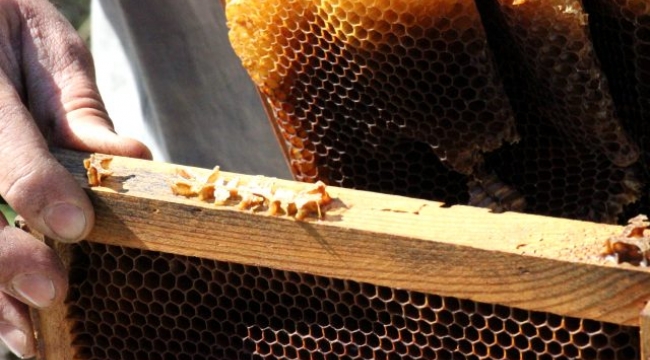 Aydın'da esrarengiz olay! Arılar, Arapça yazılar yazıp kovanlarını terk ediyor