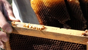 Aydın'da esrarengiz olay! Arılar, Arapça yazılar yazıp kovanlarını terk ediyor