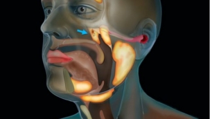Bilim insanları, kafatasında yeni bir organ bulduklarını açıkladı