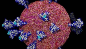 Koronavirüsün insan hücresine girdiği an ilk kez bu kadar net görüldü