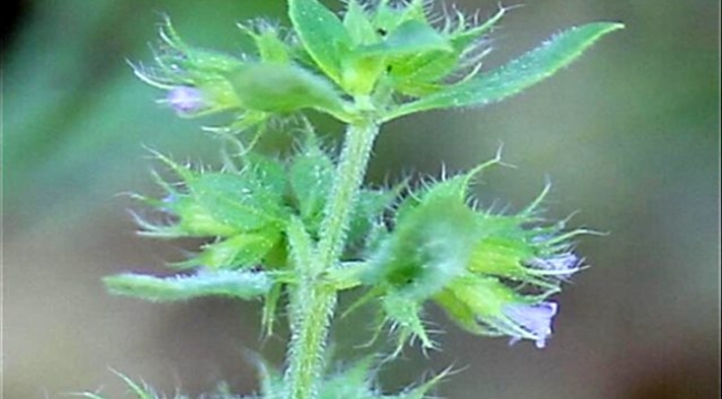 Türkiye'de 150 yıldır izine rastlanmayan bitki türü, Bingöl'de bulundu