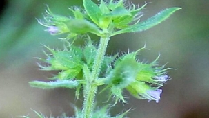 Türkiye'de 150 yıldır izine rastlanmayan bitki türü, Bingöl'de bulundu