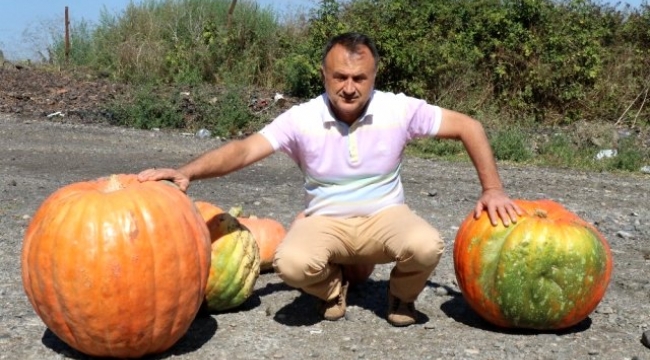 Yalnızca 2 çekirdekten bu hale geldi: 60 kiloluk kabak görenleri şaşırtıyor