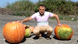 Yalnızca 2 çekirdekten bu hale geldi: 60 kiloluk kabak görenleri şaşırtıyor