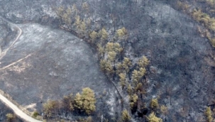 Yürek dayanmıyor! Ciğerlerimizi küle çeviren yangının doğaya verdiği tahribat böyle görüntülendi