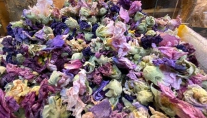 Birçok hastalığa iyi gelen Hatmi çiçeğinin kilosu 200 lirayı buluyor