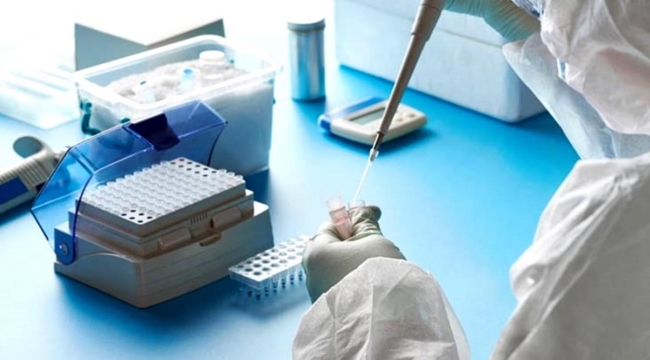 Vizonlarda görülen mutasyona uğramış koronavirüs yok oldu