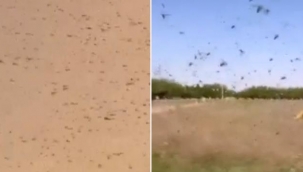 Mekke'de korkutan görüntü! Binlerce çekirge kenti istila etti