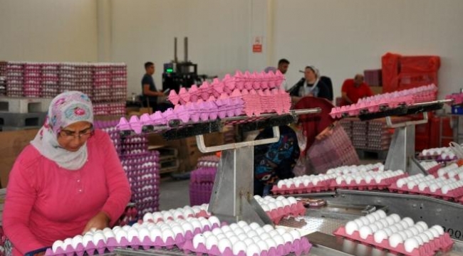 Tavuk fiyatlarını bile solladı! İşte yetkililere göre yumurtaya gelen zammın nedeni