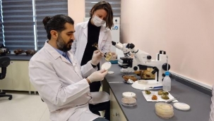 2 bin yıllık tarihi olan 'ölümsüzlük mantarı' Düzce'de üretildi