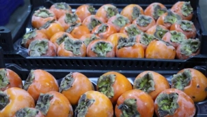 Cennet hurmasının bu yılki fiyat ve kalitesi üreticinin yüzünü güldürüyor