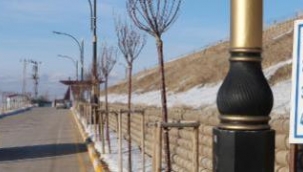 Gizemli Yol'a" giren araçlar kendi kendine yokuş yukarı çıkıyor