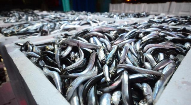 Hamside av yasağı 28 Ocak'a kadar uzatıldı