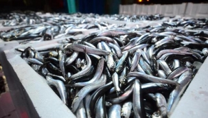 Hamside av yasağı 28 Ocak'a kadar uzatıldı