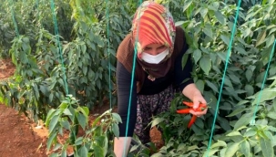 Kadın çiftçiler kısıtlamada da üretime devam etti