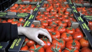 Rusya'nın 50 bin tonluk ek domates kotası üreticiyi sevindirdi