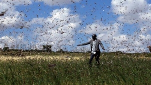 Tehdit büyüyor! Çekirgeler bu kez Kenya'nın 15 ilçesini istila etti
