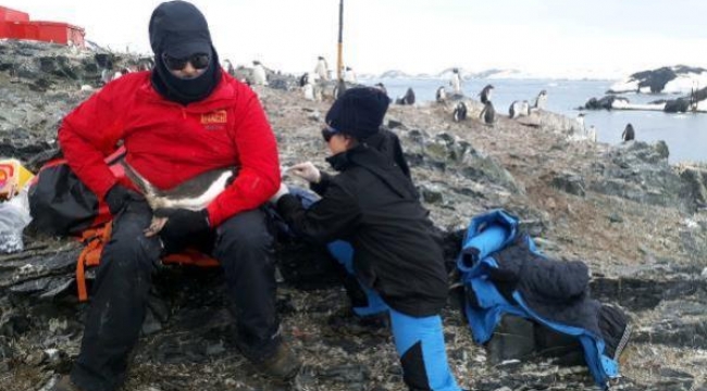Türk profesör Antarktika seferinde penguene ait 5 bakteri keşfetti