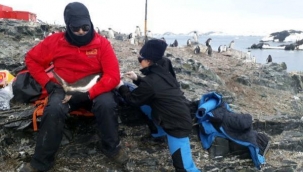 Türk profesör Antarktika seferinde penguene ait 5 bakteri keşfetti