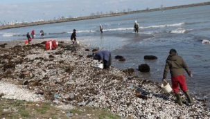 Dalgaların kıyıya attığı salyangozlar kadınlara ekmek kapısı oldu