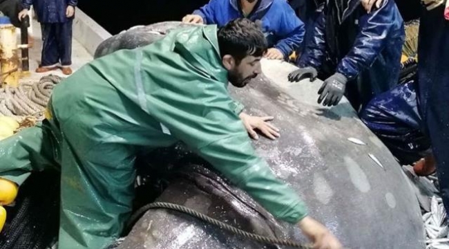 Nadir görülen dev ay balığı, Adana'da balıkçıların ağına takıldı