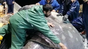 Nadir görülen dev ay balığı, Adana'da balıkçıların ağına takıldı