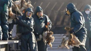 Rusya ve Cezayir'den sonra İran'da da kuş gribi alarmı! Yüz binlerce hayvan telef edildi