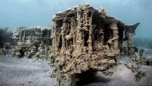 Van Gölü'nde yeni bir tür olan 'Küçük mercan' balığı keşfedildi