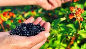 Böğürtlenin faydaları nelerdir? Böğürtlenin besin değerleri ve yararları…