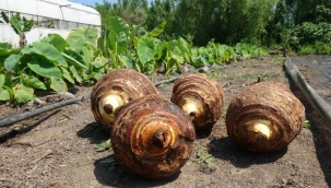 Dönüm başı 50 bin TL kazanıyor! Domates serasını yıkıp, gölevez dikti