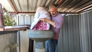 Geleneksel yöntemlerle çıkarttıkları gül yağının gramını 100 TL'den satıyor