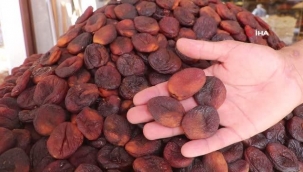 Malatya'da kuru kayısı ihracatı yüz güldürüyor