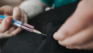 Rusya, koronavirüs aşısını hayvanlara uygulamaya başladı! 6 ay bağışıklık sağlıyor