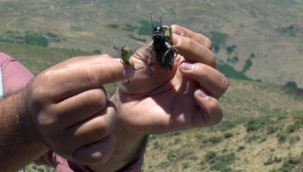  Manşet Koronavirüs Ekonomi Spor Magazin Dünya Yerel Haberler İndirim Kuponları Döviz Kuru Namaz Vakitleri Muş Ovası'nda çekirge dehşeti! Kabus yeniden hortluyor