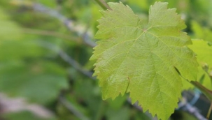 Önce göze, daha sonra damağa hitap eder."