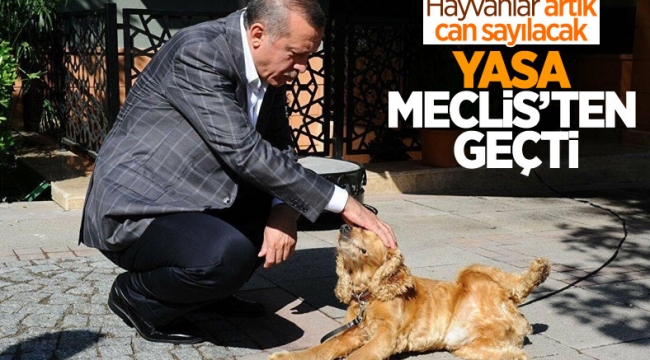 Hayvanları Koruma Kanunu TBMM'de kabul edildi