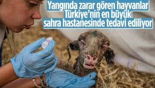 Manavgat'ta yangından etkilenen hayvanlar için sahra hastanesi kuruldu