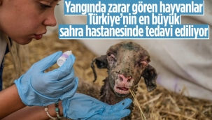 Manavgat'ta yangından etkilenen hayvanlar için sahra hastanesi kuruldu