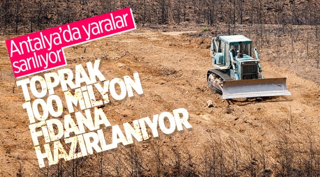 Antalya'da yanan ormanların yerine 100 milyon fidan