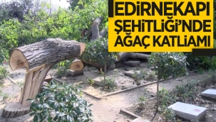 Edirnekapı Şehitliği'ndeki ağaç kesimi tepki topladı