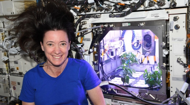 NASA astronotu: Uzayda biber fideleri çiçek açtı