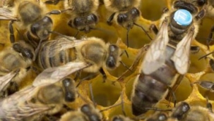 Edirne'de 4 ay önce kaçan kraliçe arı 10 bin arıyla bulundu