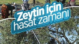 Zeytin hasadının başlaması Edremit Körfezi'ni hareketlendirdi