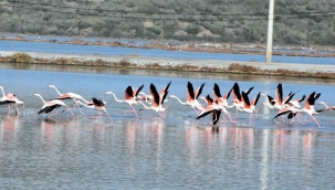 Muğla Tuzla Sulak Alanı'na binlerce flamingo geldi