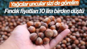 Fındık fiyatlarında düşüş