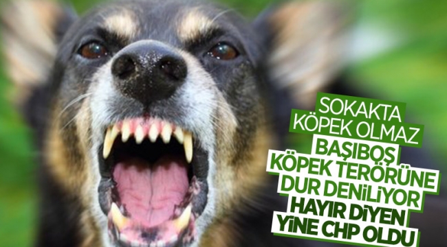 İzmir Büyükşehir Belediyesi: Sokak hayvanlarını toplamamız söz konusu değildir